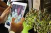 Expo Cannabis. (archivo, diciembre de 2017) Expo Cannabis. (archivo, diciembre de 2017)
