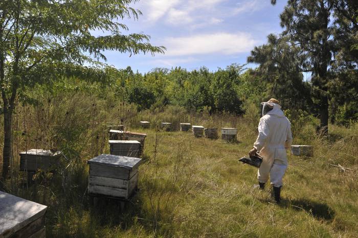 Ruben Riera, productor apícola, trabajando en su apiario próximo a la ruta 102. (archivo, febrero de 2018) · Foto: Federico Gutiérrez