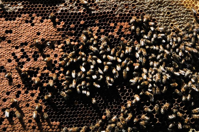 20240923 abejas