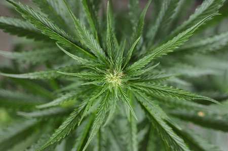 Cannabis Sativa. · Foto: Juan Manuel Ramos Cannabis Sativa. · Foto: Juan Manuel Ramos