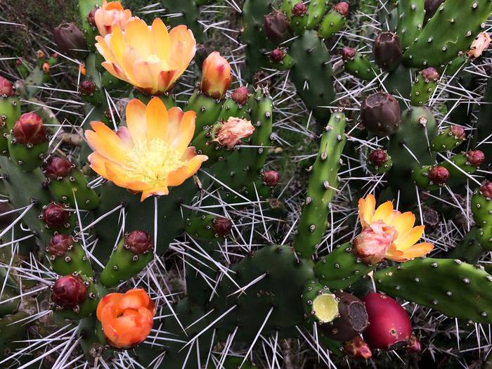 Cactus Opuntia en flor.  · Foto: Pablo Fernández