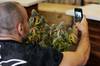 Expocannabis 2017. Expocannabis 2017.