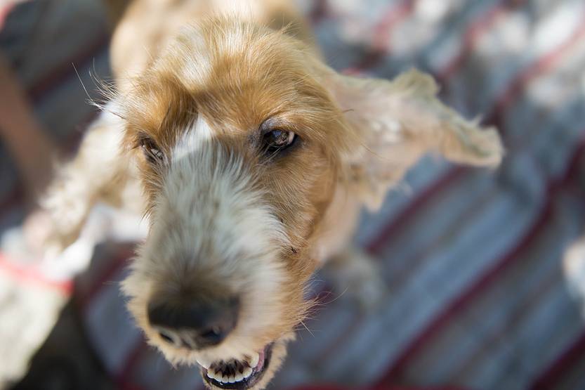 puede un perro morir por comer veneno para ratas