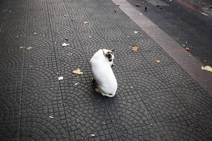 Foto principal del artículo '¿Cómo cuidar a perros y gatos de los fuegos artificiales?' · Foto: Iván Franco