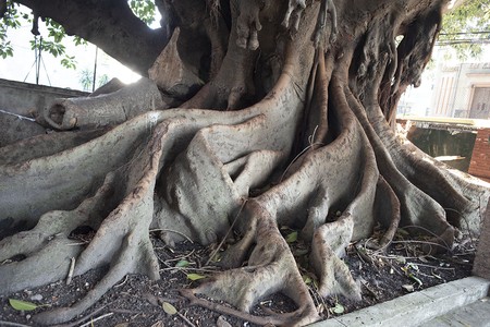Árbol de la escuela 193. · Foto: Ricardo Antúnez Árbol de la escuela 193. · Foto: Ricardo Antúnez