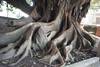 Árbol de la escuela 193. · Foto: Ricardo Antúnez Árbol de la escuela 193. · Foto: Ricardo Antúnez