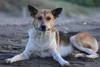 Foto principal del artículo 'Koalas, canguros y dingos' · Foto: pxhere.com Foto principal del artículo 'Koalas, canguros y dingos' · Foto: pxhere.com
