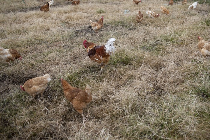 Foto principal del artículo '70 gallinas murieron por gripe aviar en San Gregorio de Polanco' · Foto: Alessandro Maradei