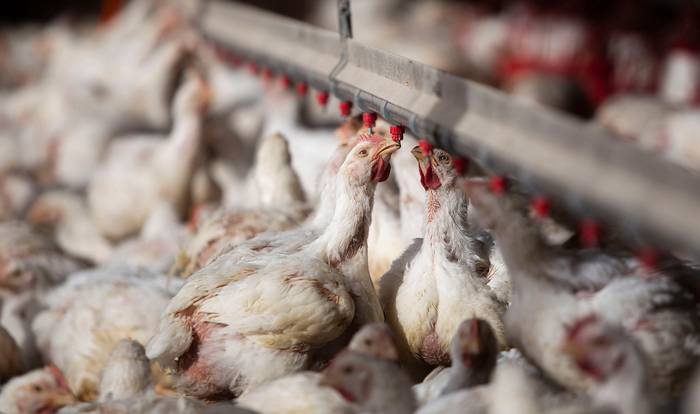Alimentación de pollos en la zona rural de Canelones (archivo, julio de 2021). · Foto: Pablo La Rosa, adhocFOTOS
