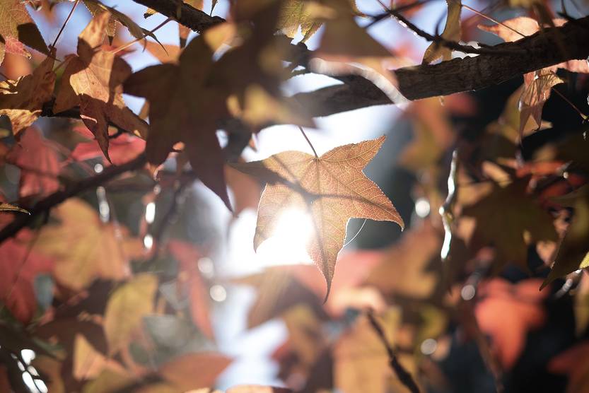 20250311 otoño