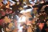 20250311 otoño
