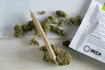 Cannabis. · Foto: Pablo Vignali