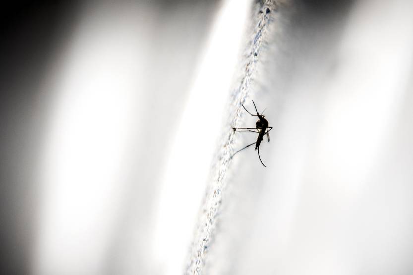 20230525 Dengue