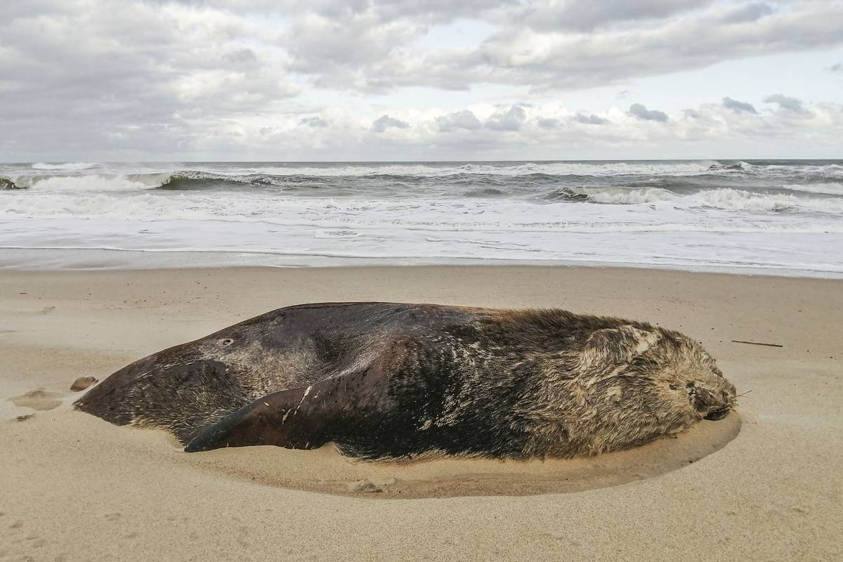 Mortandad de lobos marinos por gripe aviar: entre la falta de seguimiento y  el temor de cara a la temporada de verano | la diaria | Uruguay