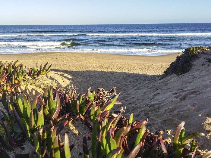 Garra de león en Ocean Park, Maldonado. · Foto: Adela Ferreira. (NaturalistaUy)