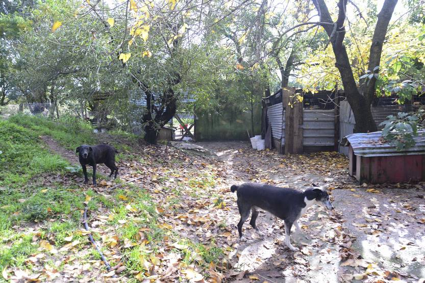 20250509 protectora animales 3