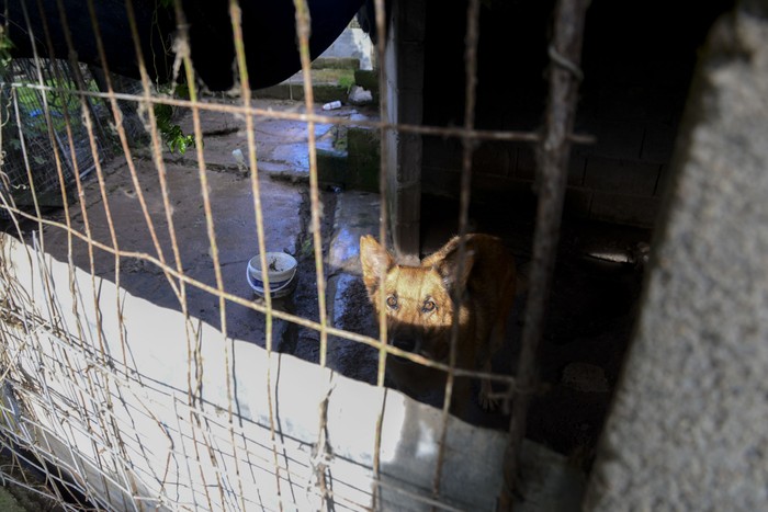 Foto principal del artículo 'La Intendencia de Maldonado cierra protectora de animales por “condiciones de insalubridad y maltrato animal”' · Foto: Natalia Ayala