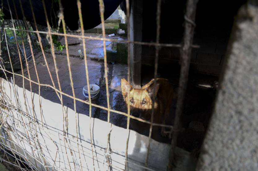 20250509 protectora animales