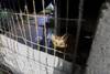 20250509 protectora animales