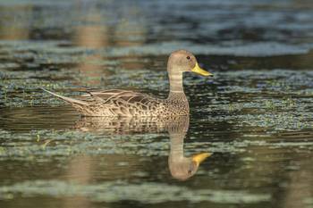 Pato maicero en Montevideo. · Foto: Mauricio Silvera, NaturalistaUY