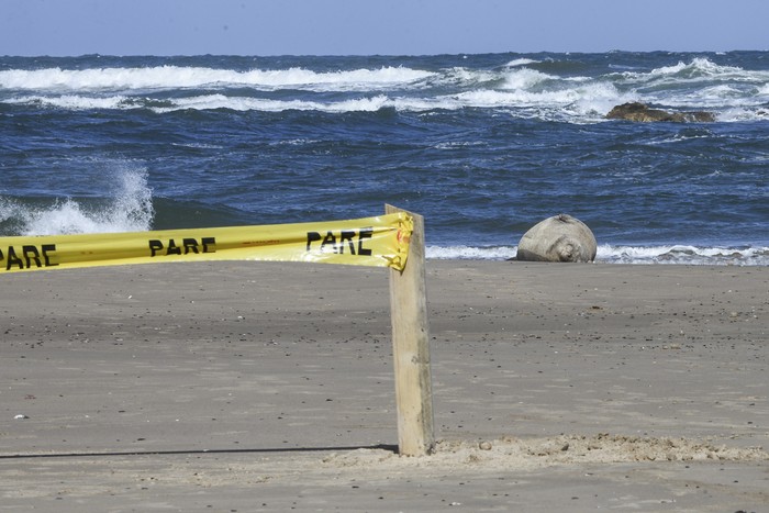 Elefanta marina en José Ignacio. · Foto: Natalia Ayala