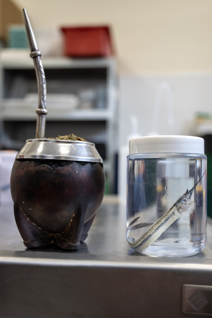 Foto principal del artículo 'Lo que el Falkor se llevó' · Foto: Martín Varela Umpiérrez