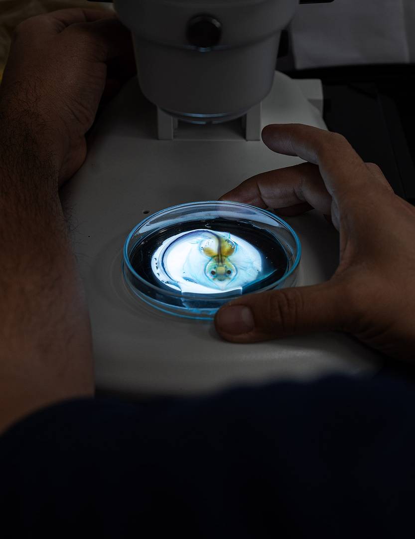 Lento 154 - Lo que el Falkor se llevó 04