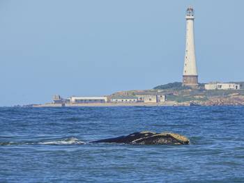 Ballena franca austral en aguas uruguayas. · Foto: Álvaro Pérez Tort, BallenasUy