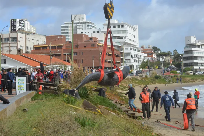 Orca varada en Playa Mansa de Punta del Este, el 27 de abril · Foto: Natalia Ayala