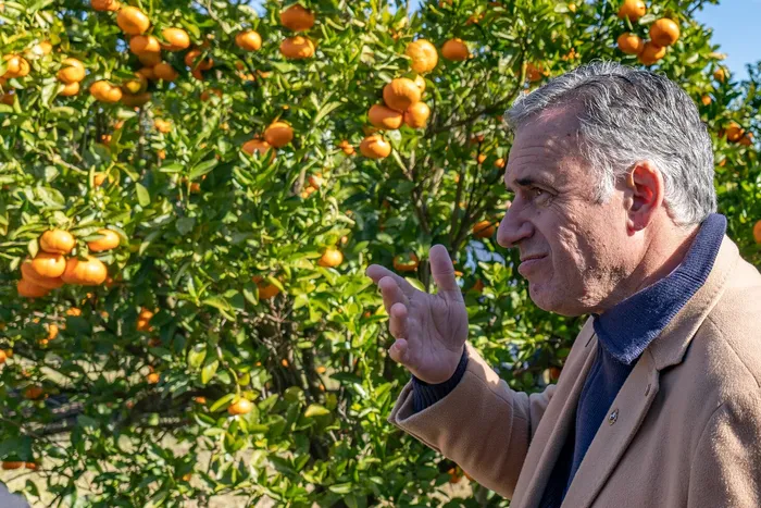 Yamandú Orsi, el 23 de junio, en la chacra de Azucitrus de Paysandú. Foto: Santiago Fleitas
