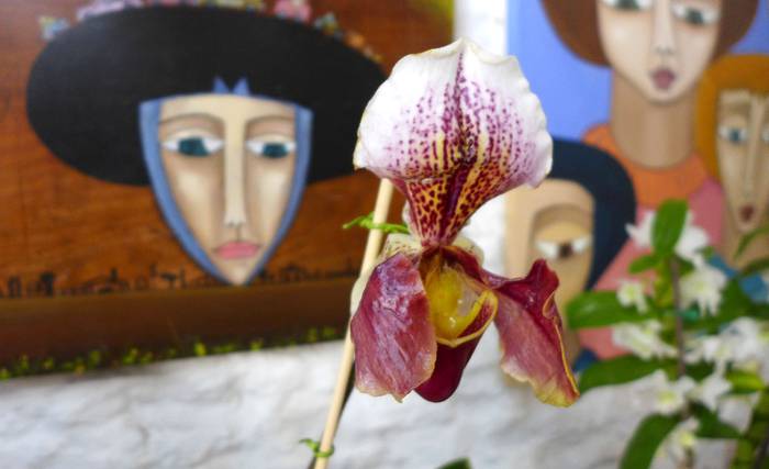 Orquídeas, ayer, en la librería Moebius. · Foto: Iván Franco