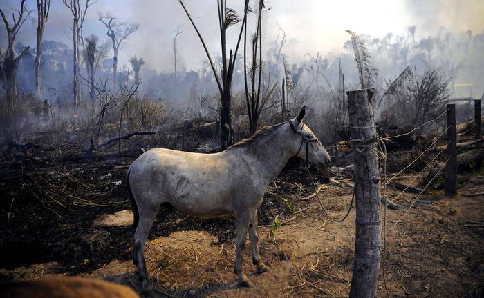 Área quemada de la reserva de la selva amazónica, al sur de Novo Progresso en el estado de Pará, el 16 de agosto de 2020. · Foto: Carl De Souza, AFP.