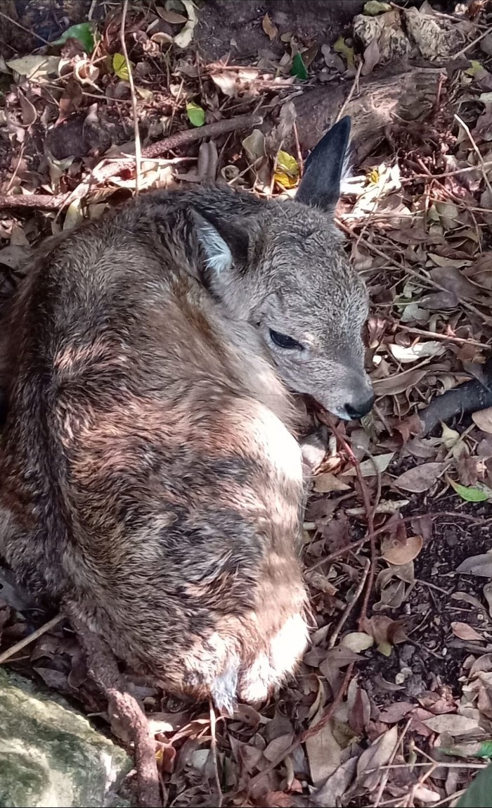 El venado de campo Clemente a horas de nacer el pasado viernes 23 de mayo - Foto de Analía Rey
