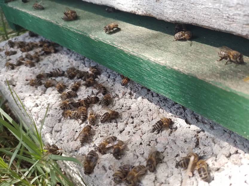 20251216 maldo abejas