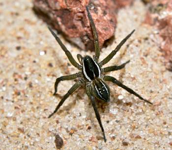 _Diapontia uruguayensis_. · Foto: C. Toscano-Gadea
