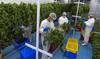 Proceso de secado y curado de brotes de plantas de marihuana, en la empresa Fotmer Life Sciences, en Nueva Helvecia (archivo, abril de 2019). · Foto: Pablo Porciúncula, AFP. Proceso de secado y curado de brotes de plantas de marihuana, en la empresa Fotmer Life Sciences, en Nueva Helvecia (archivo, abril de 2019). · Foto: Pablo Porciúncula, AFP.