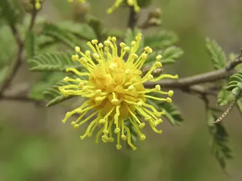 _Mimosa berroi_. · Foto: Emanuel Machín