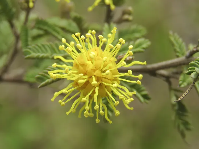 _Mimosa berroi_. · Foto: Emanuel Machín