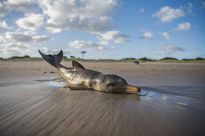 Franciscana varada en la Costa de Oro. · Foto: Mauricio Silvera, NaturalistaUY