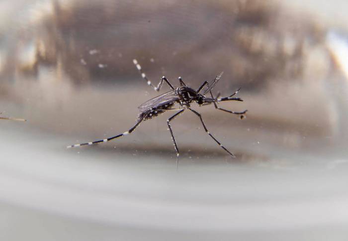 Mosquito Aedes aegypti. · Foto: Pablo La Rosa