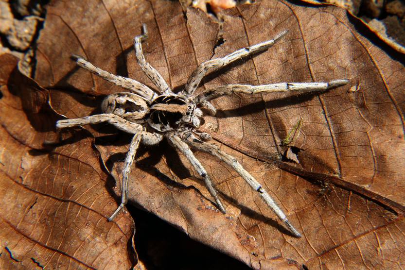 5. Schizocosa malitiosa. M. Casacuberta