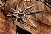 5. Schizocosa malitiosa. M. Casacuberta