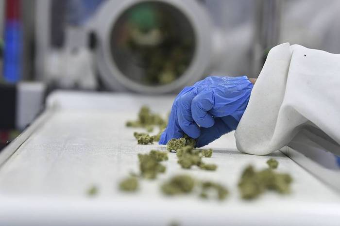 Un trabajador selecciona cogollos de marihuana en la empresa Fotmer Life Sciences, en Nueva Helvecia (archivo, abril de 2019). · Foto: Pablo Porciúncula, AFP.