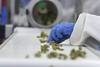 Un trabajador selecciona cogollos de marihuana en la empresa Fotmer Life Sciences, en Nueva Helvecia (archivo, abril de 2019). Un trabajador selecciona cogollos de marihuana en la empresa Fotmer Life Sciences, en Nueva Helvecia (archivo, abril de 2019).
