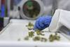 Un trabajador selecciona cogollos de marihuana en la empresa Fotmer Life Sciences, en Nueva Helvecia (archivo, abril de 2019). Un trabajador selecciona cogollos de marihuana en la empresa Fotmer Life Sciences, en Nueva Helvecia (archivo, abril de 2019).