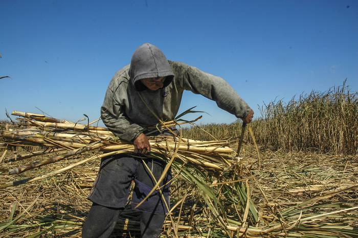 Trabajador despuntando caña de azúcar, en una chacra de Colonia España, Bella Unión (archivo, julio de 2007). · Foto: Sandro Pereyra