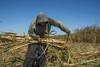 Trabajador despuntando caña de azúcar, en una chacra de Colonia España, Bella Unión (archivo, julio de 2007). · Foto: Sandro Pereyra Trabajador despuntando caña de azúcar, en una chacra de Colonia España, Bella Unión (archivo, julio de 2007). · Foto: Sandro Pereyra
