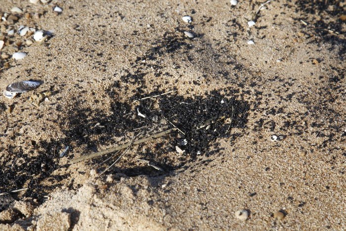 Foto principal del artículo 'Por lo menos siete playas de Maldonado resultaron afectadas por petróleo “de origen desconocido”' · Foto: Intendencia de Maldonado