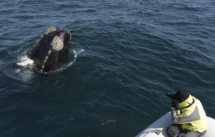 Ballena Franca Austral (archivo, 2015) · Foto: Juan Mambromata, AFP