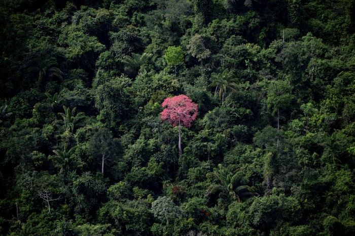 Vista de la selva amazónica desde la ciudad de Canaa dos Carajas, Estado de Pará, Brasil (archivo, mayo de 2023) · Foto: Mauro Pimentel, AFP